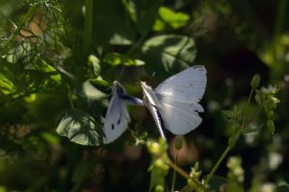 Kk Beyazmelek (Pieris rapae)