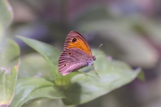 Halikarnas Esmeri (Maniola halicarnassus)