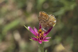 �okg�zl� Balkan Mavisi&nbsp;(Aricia&nbsp;anteros )