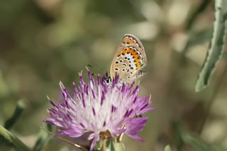 Gm Lekeli Esmergz (Plebejus argus)