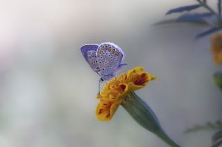 okgzl Mavi (Polyommatus icarus)