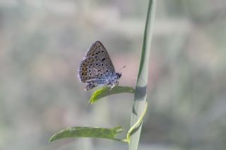 okgzl Mavi (Polyommatus icarus)