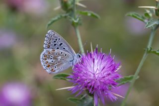 okgzl Gk Mavisi (Polyommatus bellargus)
