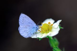 Kutsal Mavi (Celastrina argiolus)