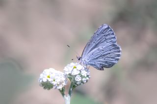 Kutsal Mavi (Celastrina argiolus)