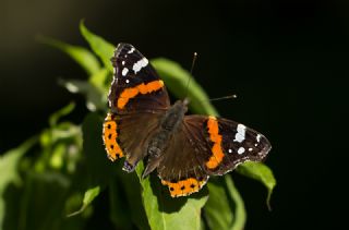 Atalanta (Vanessa atalanta)
