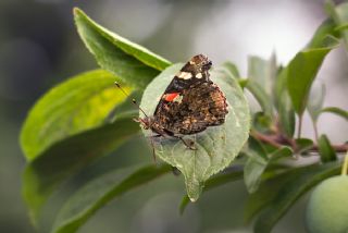 Atalanta (Vanessa atalanta)