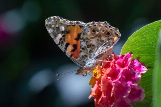 Diken Kelebei (Vanessa cardui)