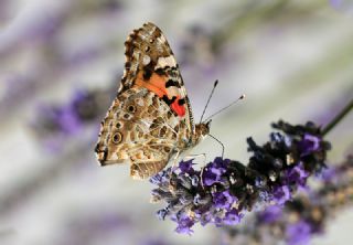 Diken Kelebei (Vanessa cardui)