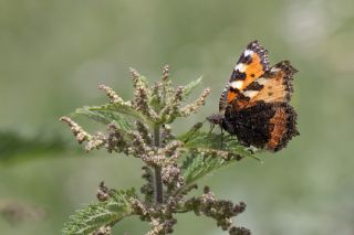 Aglais&nbsp;(Aglais&nbsp;urticae)
