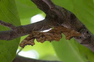Yrtk Prtk (Polygonia c-album)