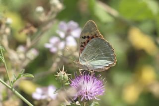 Bahadr (Argynnis pandora)