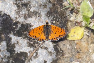 Benekli �parhan&nbsp;(Melitaea&nbsp;didyma)