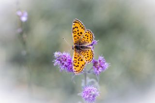 Gzel parhan (Melitaea trivia)