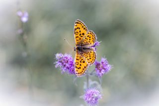 Gzel parhan (Melitaea syriaca)