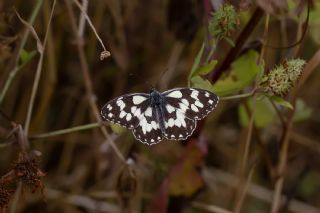 Orman Melikesi (Melanargia galathea)