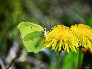 Orakkanat (Gonepteryx rhamni)