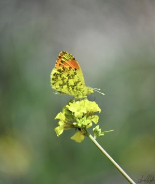 Kzl Zpzp (Spialia orbifer)