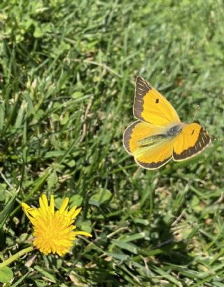 Sar Azamet (Colias croceus)