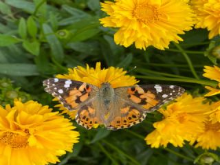 Diken Kelebei (Vanessa cardui)