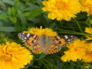 Diken Kelebei (Vanessa cardui)