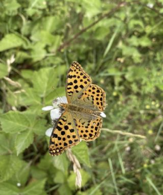 spanyol Kraliesi (Issoria lathonia)