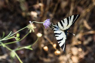 Erik Krlangkuyruk (Iphiclides podalirius)