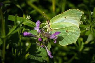 Orakkanat (Gonepteryx rhamni)