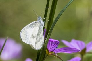 Narin Orman Beyaz (Leptidea sinapis)