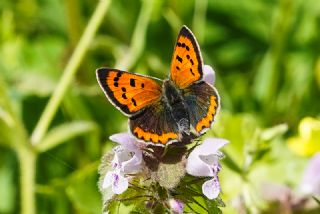 Benekli Bakr Gzeli (Lycaena phlaeas)