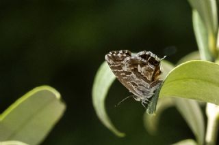 Sardunya Zebras, Geranyum Bronzu (Cacyreus marshalli)