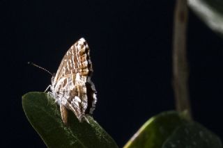 Sardunya Zebras, Geranyum Bronzu (Cacyreus marshalli)