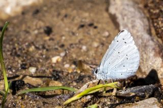 Kutsal Mavi (Celastrina argiolus)