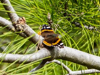 Atalanta (Vanessa atalanta)