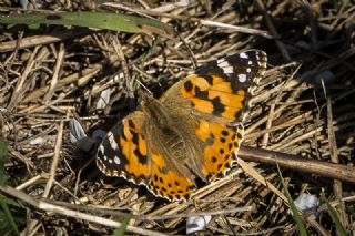 Diken Kelebei (Vanessa cardui)
