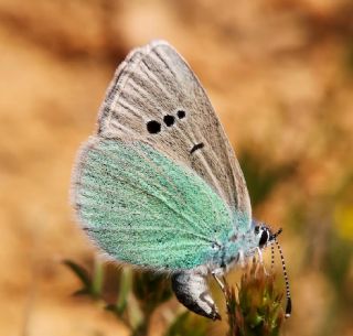 Karag�z Mavisi&nbsp;(Glaucopsyche&nbsp;alexis)
