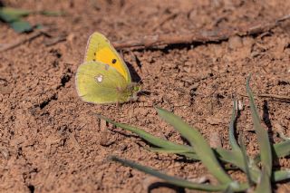 Sar Azamet (Colias croceus)