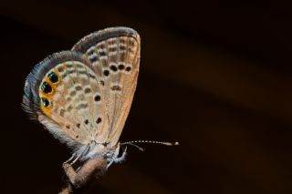 Mcevher Kelebei (Chilades trochylus)