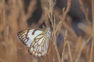 Beyaz nc (Belenois aurota)