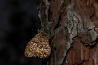 Anadolu Karamelei (Hipparchia fatua)