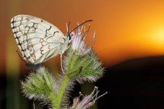 Akdeniz Melikesi (Melanargia titea)