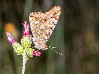 Diken Kelebei (Vanessa cardui)