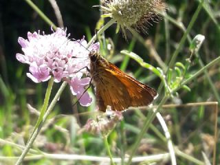 Orman Zpzp (Ochlodes sylvanus)