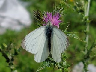 Yalanc Beyazmelek (Pieris pseudorapae)