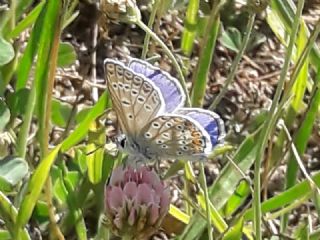 okgzl Mavi (Polyommatus icarus)