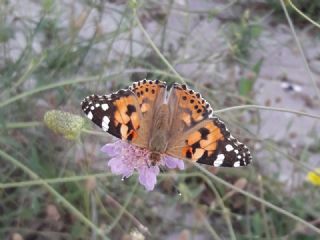 Diken Kelebei (Vanessa cardui)