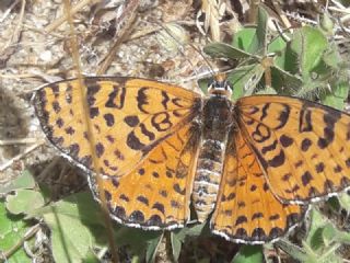 Benekli parhan (Melitaea didyma)