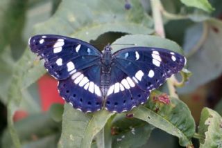 Akdeniz Hanmeli Kelebei (Limenitis reducta)