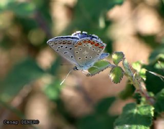 okgzl Mavi (Polyommatus icarus)