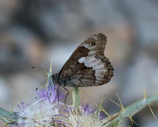 Byk Karamelek (Hipparchia syriaca)